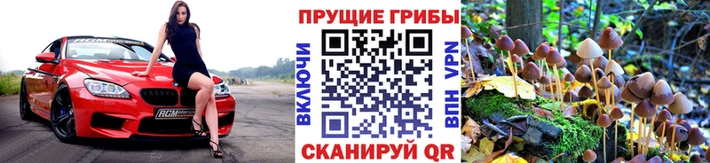 Псилоцибиновые грибы Psilocybine cubensis  мега ССЫЛКА  Ставрополь 